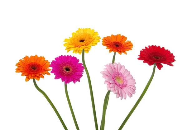 Gerbera — Foto Stock