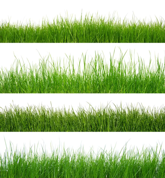 Grass on white — Stock Photo, Image