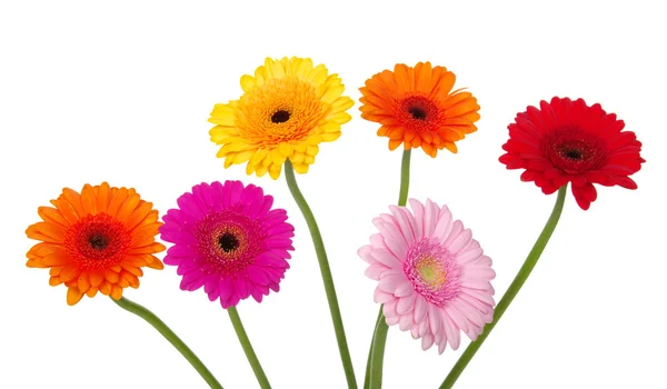 Gerberas — Foto de Stock