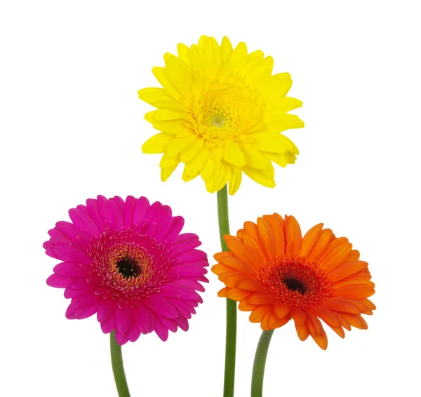 Gerberas —  Fotos de Stock