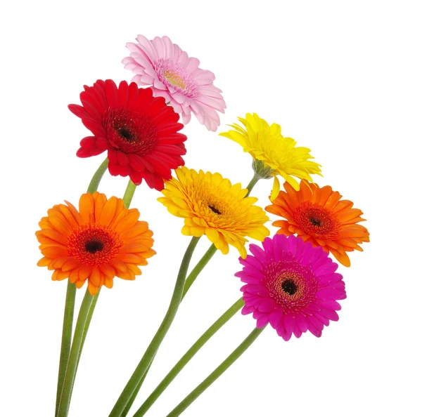 Gerbera — Foto Stock