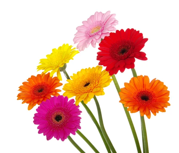 Gerberas — Foto de Stock