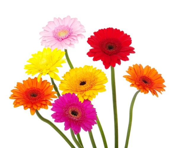 Gerberas — Foto de Stock