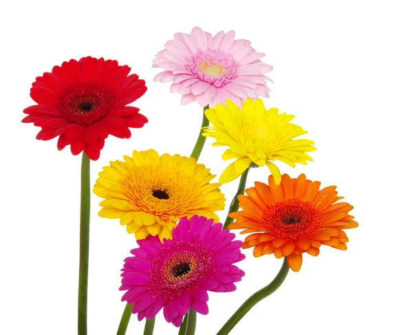 Gerbera — Zdjęcie stockowe