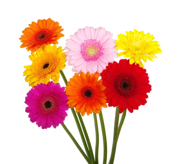 Gerberas — Foto de Stock