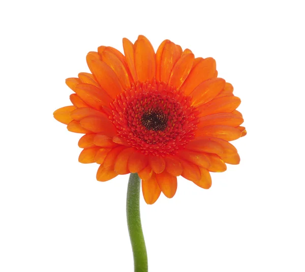 Flor naranja —  Fotos de Stock