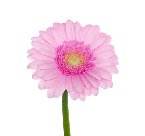 Gerbera rosa — Fotografia de Stock