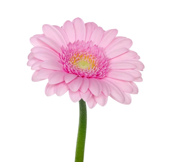 Pembe gerbera — Stok fotoğraf