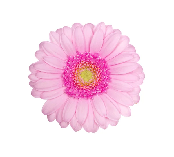 Gerberas rosadas — Foto de Stock