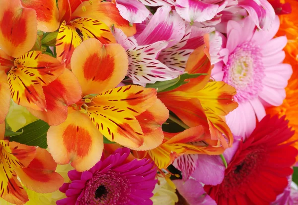 Beautiful flowers — Stock Photo, Image