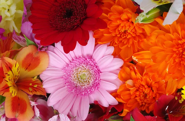 Hermosas flores — Foto de Stock