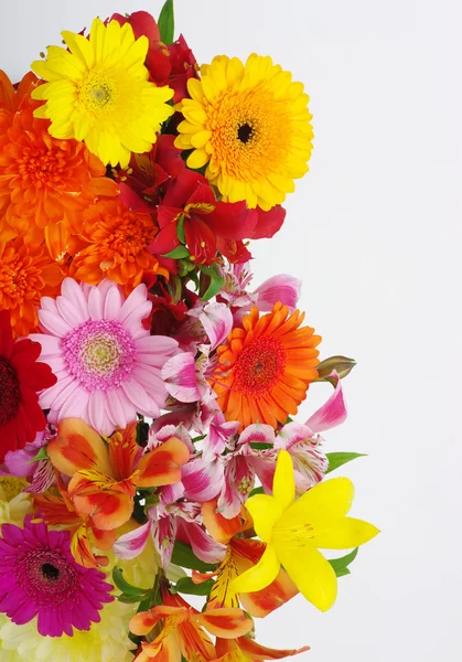Bellissimi fiori — Foto Stock