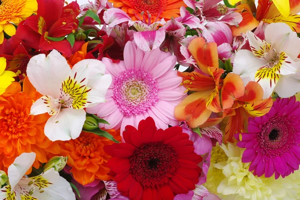 Beautiful flowers — Stock Photo, Image