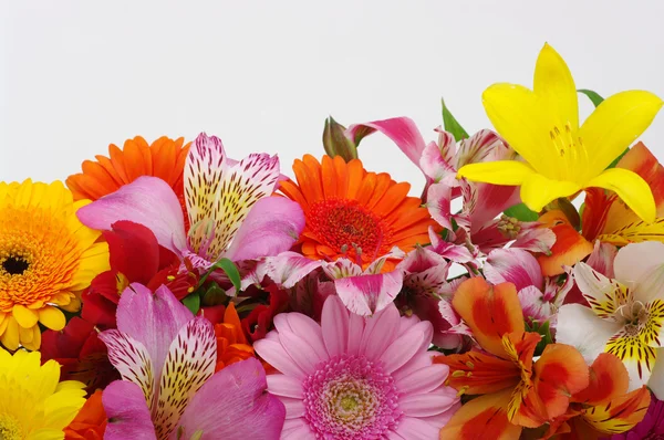 Beautiful flowers — Stock Photo, Image