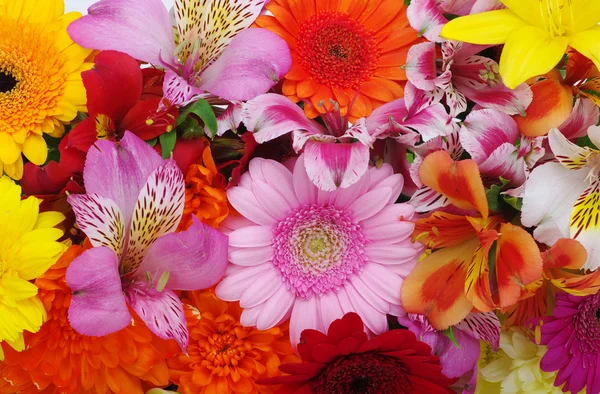 Beautiful flowers — Stock Photo, Image