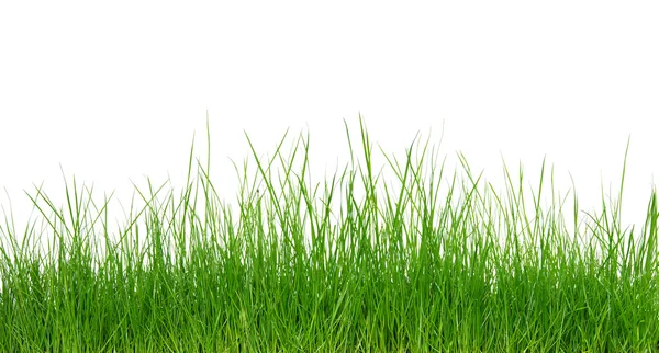 Grünes Gras auf weißem Hintergrund — Stockfoto