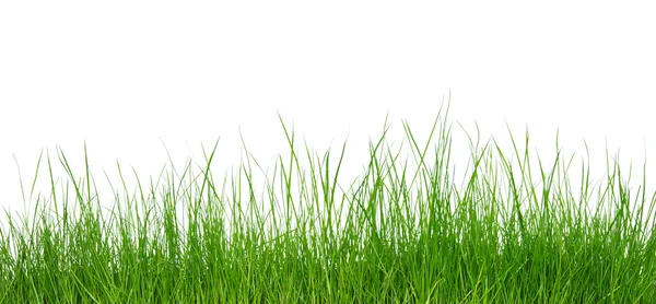 Зеленая трава на белом фоне — стоковое фото