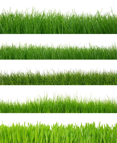 Grass on white — Stock Photo, Image