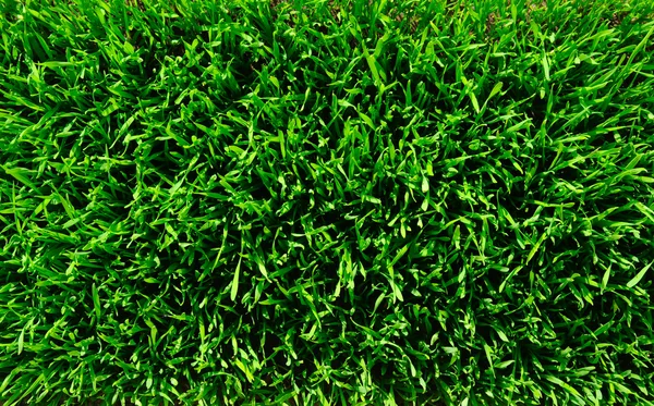 Grass background — Stock Photo, Image