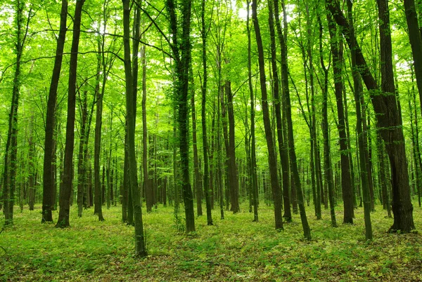 Wald im Frühling — Stockfoto