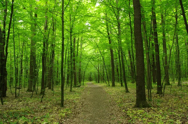 Grønn skog – stockfoto