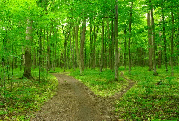 Groen bos — Stockfoto