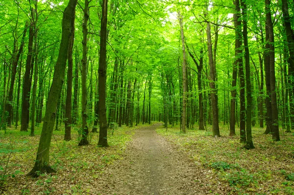 Grön skog — Stockfoto