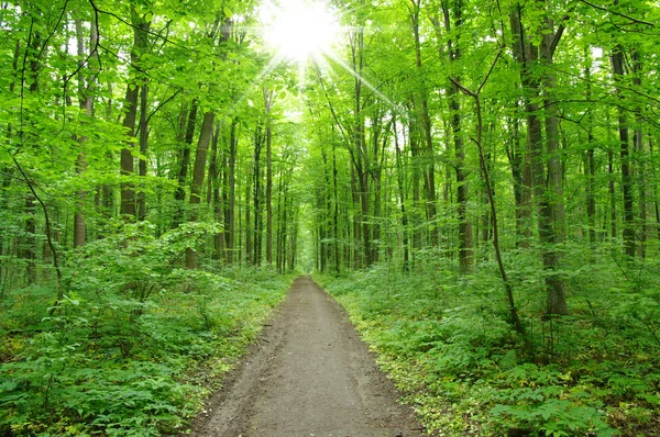 Bosque verde —  Fotos de Stock