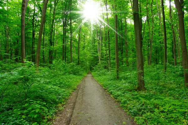 Bosque verde —  Fotos de Stock