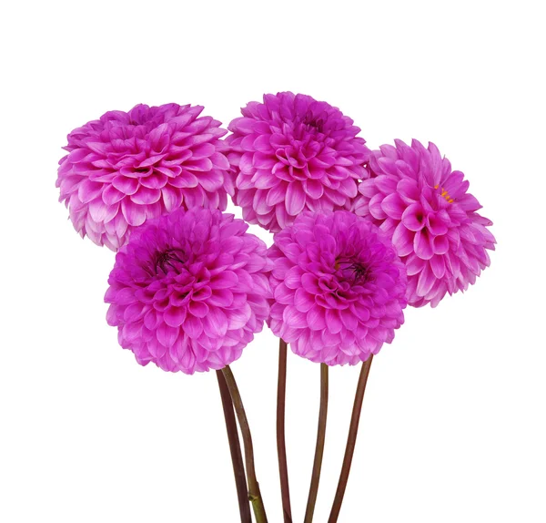 Dahlia bloem — Stockfoto