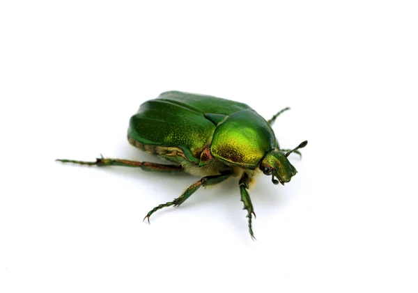 Grüner Käfer — Stockfoto