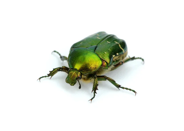 Green beetle — Stock Photo, Image