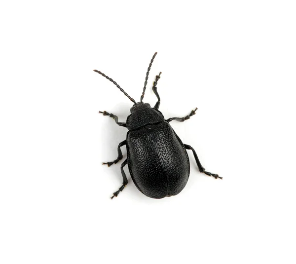 黑色甲壳虫 — 图库照片