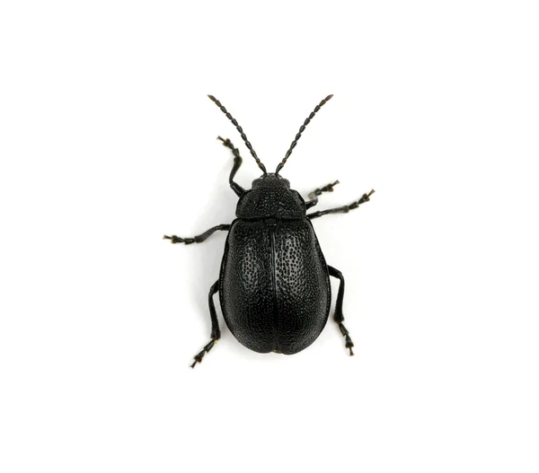 Escarabajo negro — Foto de Stock