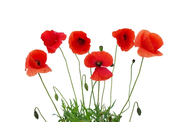 Rode papaver — Stockfoto