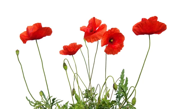 Roter Mohn — Stockfoto