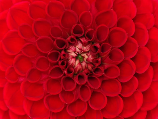 Closeup flower — Stock Photo, Image