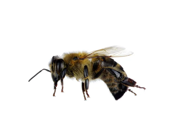 Abeja — Foto de Stock