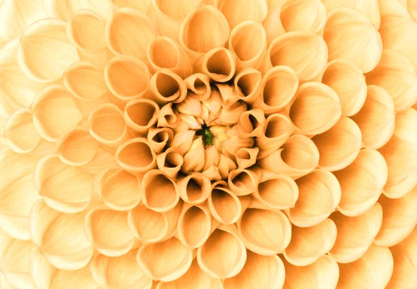 Flor de close-up — Fotografia de Stock