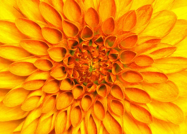 Крупним планом квітка — стокове фото