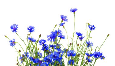 blue cornflowers  clipart