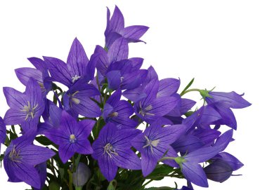 Bellflower 