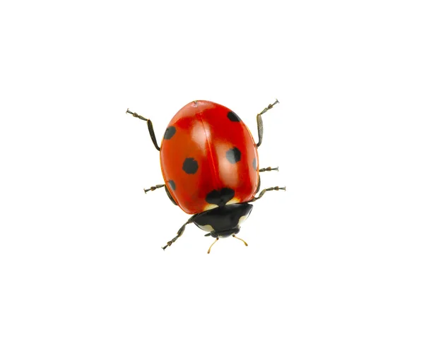 Coccinella — Foto Stock