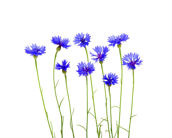 Синие кукурузные цветы
 