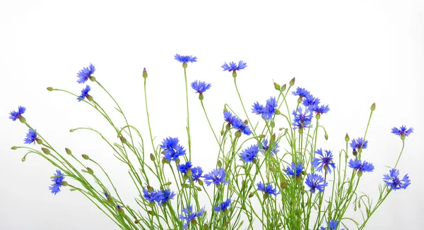 Flores de maíz azules — Foto de Stock