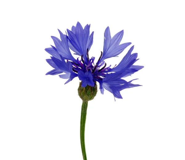 Flores de maíz azules — Foto de Stock