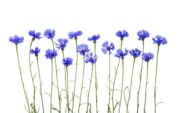 Синие кукурузные цветы — стоковое фото
