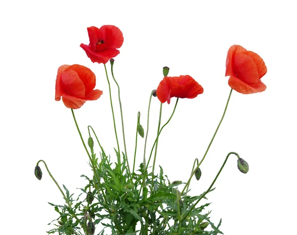 Roter Mohn — Stockfoto