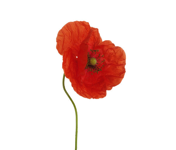 Красный Пеппи
