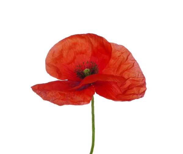 Roter Mohn — Stockfoto